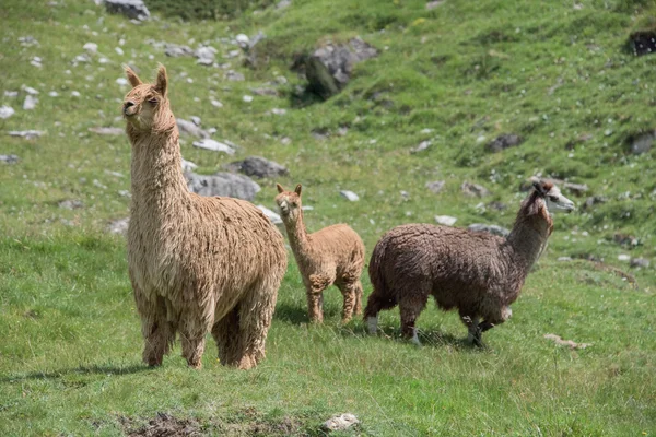 Alpaca portrait while looking at you Stock Image