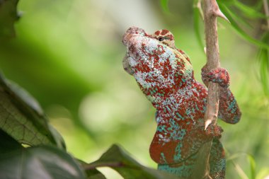 Madagaskar chamaleon bir ağaç arka planda