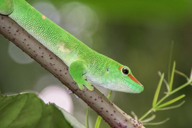Madagaskar altın gün toz gecko