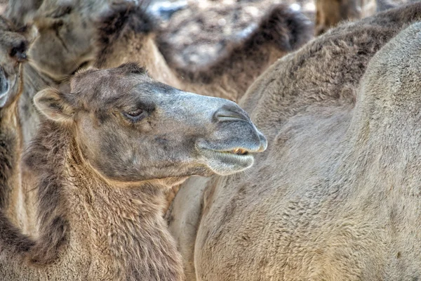 Brown camel close up portrait — Stock Photo, Image
