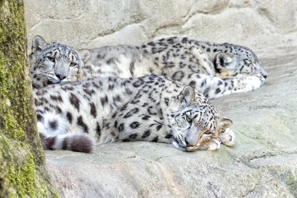 Leopardo delle nevi ritratto ravvicinato — Foto Stock