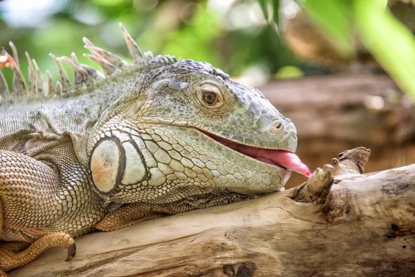 Iguana verde ritratto da vicino — Foto Stock