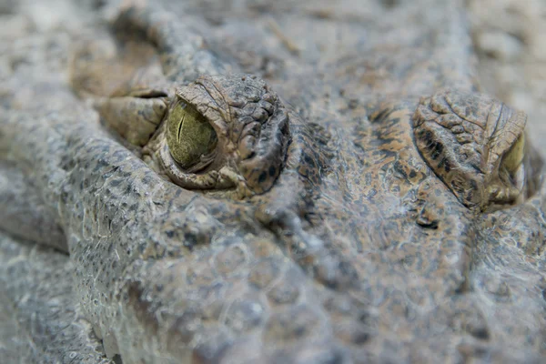 Krokodilalligatorenauge aus nächster Nähe — Stockfoto