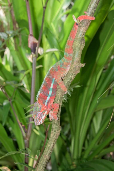 Madagaskar chamaleon bir ağaç arka planda — Stok fotoğraf