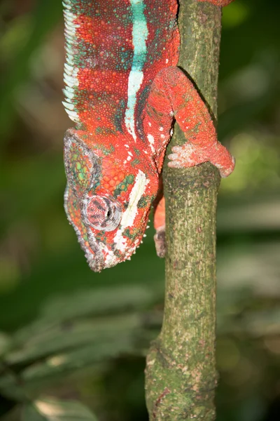 Madagascar camaleon em um fundo de árvore — Fotografia de Stock