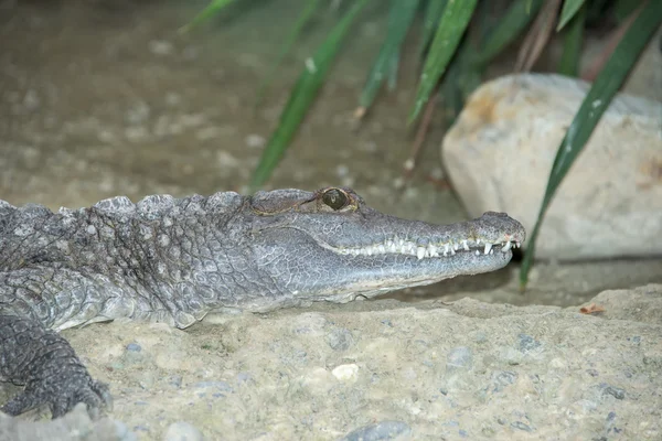 Krokodilalligatorenauge aus nächster Nähe — Stockfoto