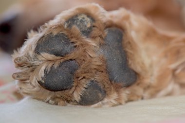 köpek pençe makro detay yakın çekim