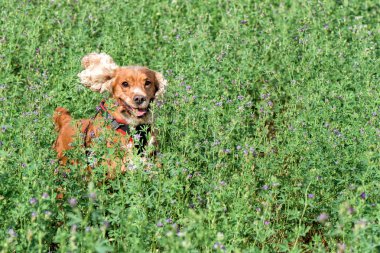 mutlu yavru köpek için çalışıyor