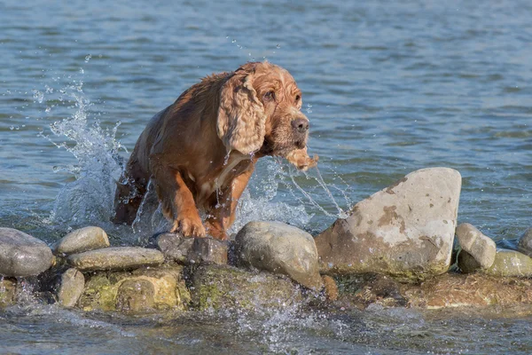 Filhote de cachorro cocker spaniel brincando na água — Fotografia de Stock
