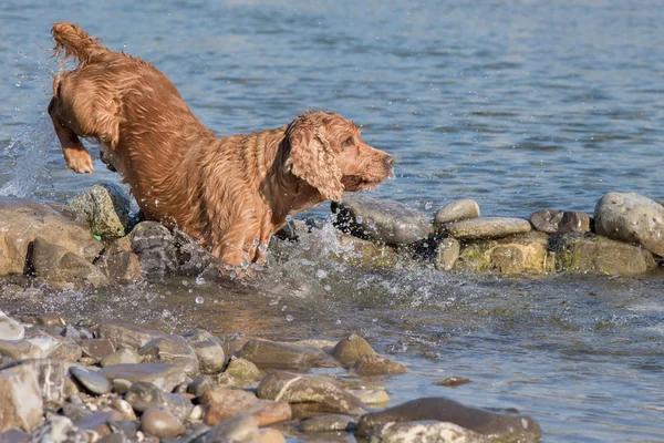 Cachorro cocker spaniel jugando en el agua — Foto de Stock