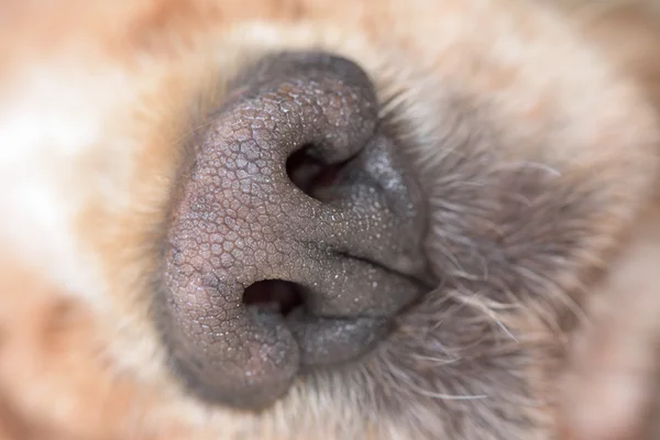 Cão nariz macro detalhe close up — Fotografia de Stock