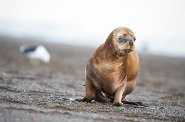 sea lion on the beach in Patagonia