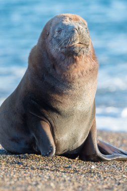 Patagonya'sahilde deniz aslanı
