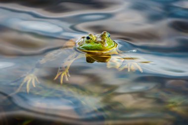 Sana bakmak ise kurbağa portre
