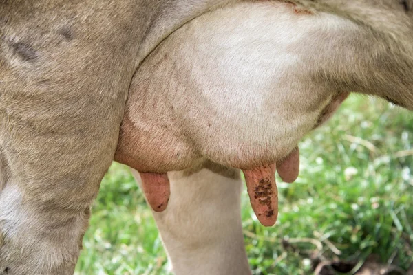 Cow bröst Närbild makro — Stockfoto