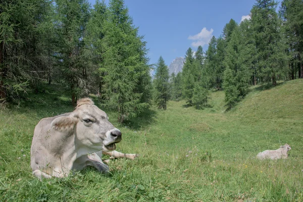牛在山背景 — 图库照片
