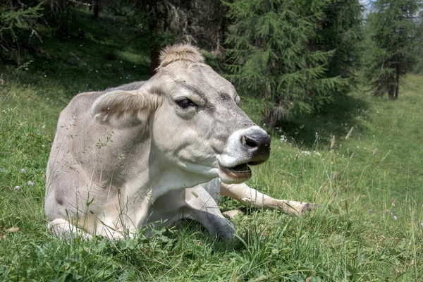 Kuh auf der Bergkulisse — Stockfoto