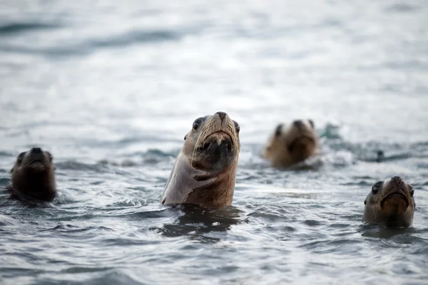 Seelöwenfamilie am Strand in Patagonien — Stockfoto