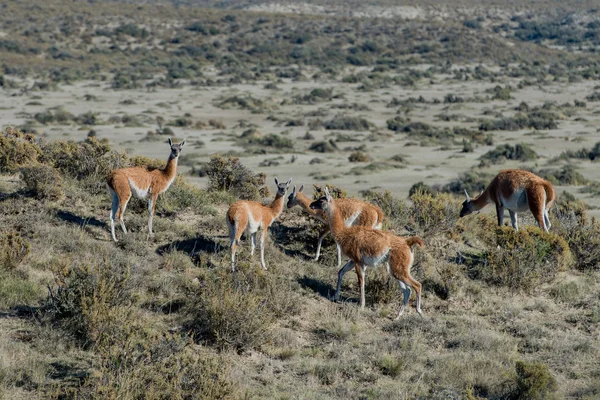 Retrato de guanaco en Argentina Patagonia — Foto de Stock