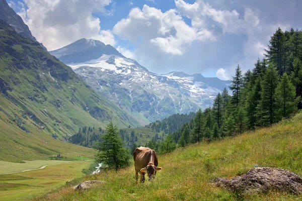 Αγελάδα σε φόντο το βουνό — Φωτογραφία Αρχείου