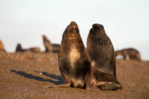 Zeeleeuw op het strand in Patagonië — Stockfoto