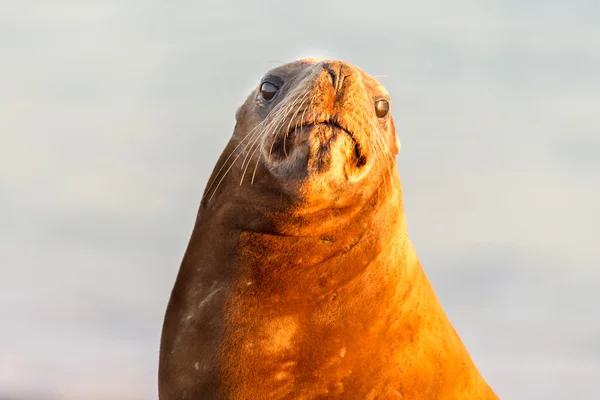 Leone marino sulla spiaggia in Patagonia — Foto Stock