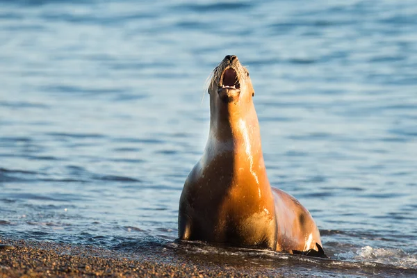 Lew morski na plaży w Patagonii — Zdjęcie stockowe