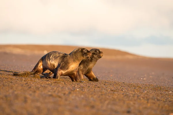 Baby sea lion na pláži v Patagonii — Stock fotografie