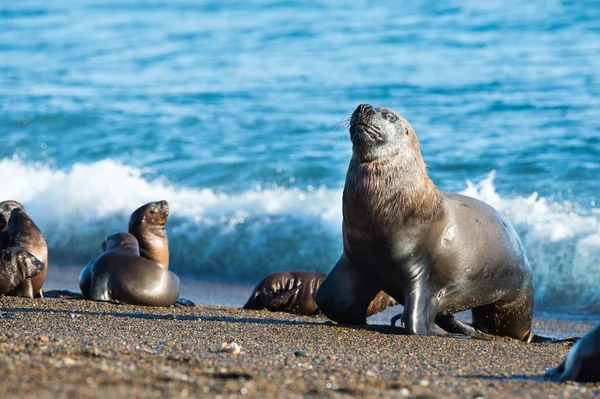 Lion de mer sur la plage en Patagonie — Photo