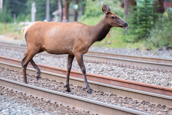 브리티시 컬럼비아에 있는 새벽 엘크 deers — 스톡 사진