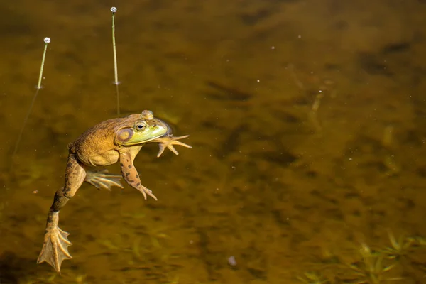 Portrait de grenouille en vous regardant — Photo