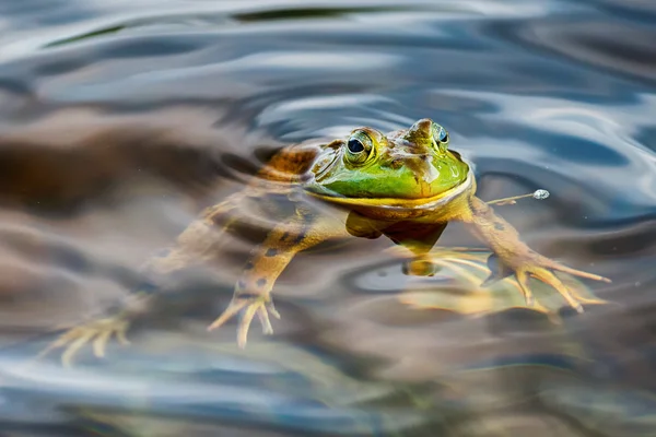 Portrait de grenouille en vous regardant — Photo