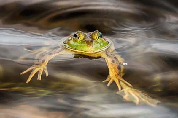 Portrait de grenouille en vous regardant — Photo