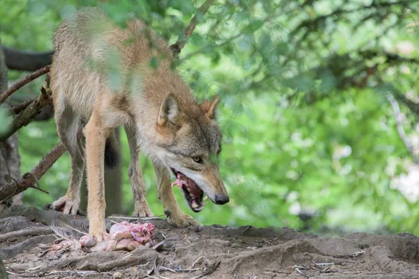 Grå vargen äta i skogen bakgrund — Stockfoto