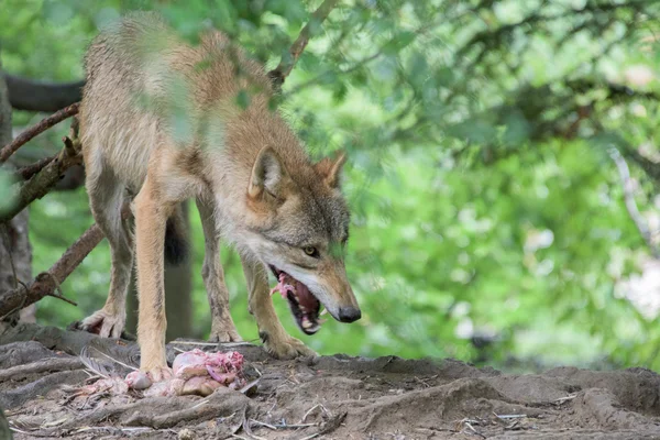 Gri kurt orman arka planda yeme — Stok fotoğraf