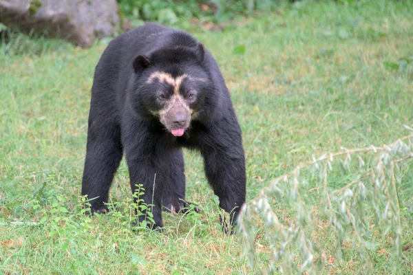 メガネグマ肖像画を見ながら — ストック写真