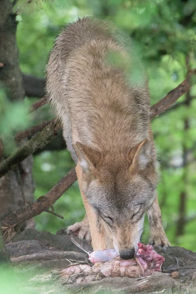 Lobo gris comiendo en el fondo del bosque — Foto de Stock