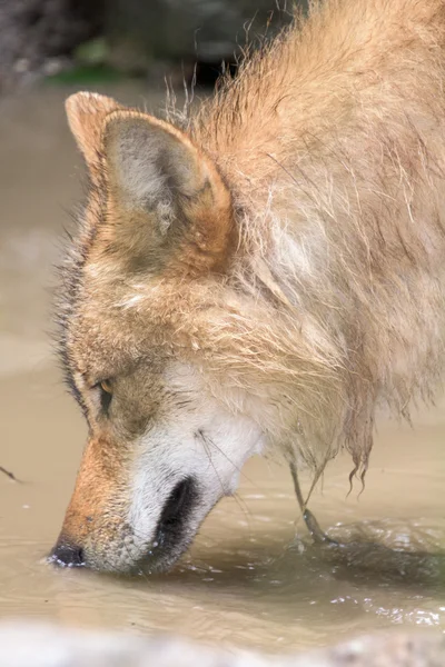 Серый волк ест на фоне леса — стоковое фото