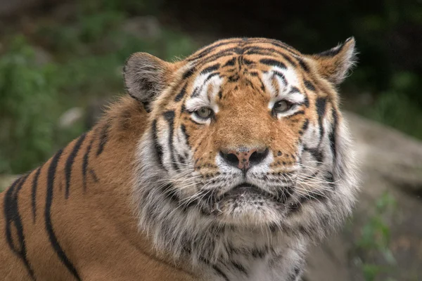 Tygr ussurijský, připraven k útoku, při pohledu na vás — Stock fotografie
