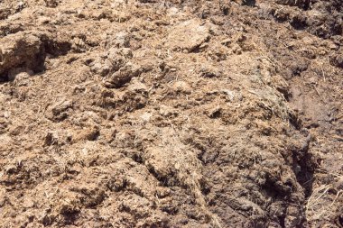 inek gübresi tarafından sinek kaplı