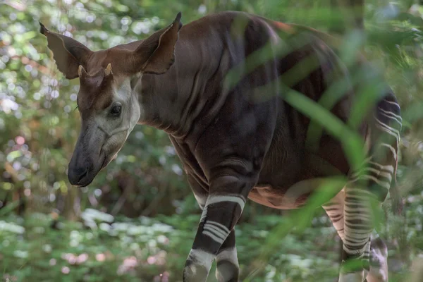 Okapi rara antilope africana e attraversamento zebra — Foto Stock