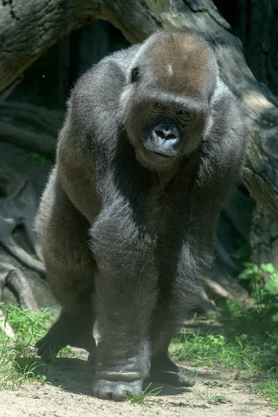 Gorila opičí opičí zblízka portrétní — Stock fotografie
