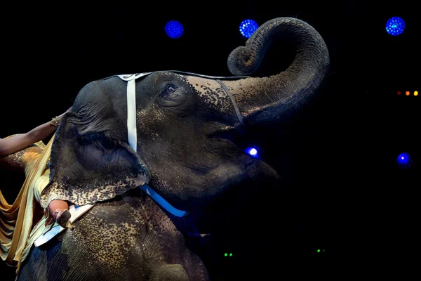 Exposição de elefantes no circo — Fotografia de Stock