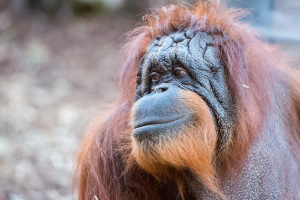 Orangutan monkey close up portrait — Stock Photo, Image