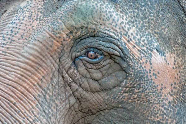 Viejo elefante ojo detalle macro — Foto de Stock