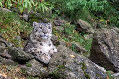 kar leoparı yakın portre kadar