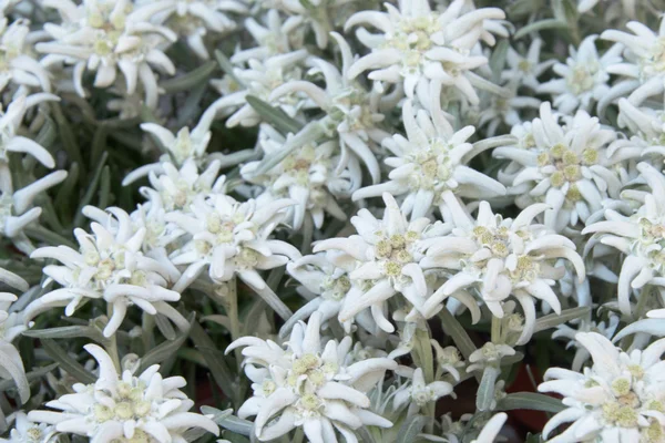Alpine star flower close up detail — Stock Photo, Image