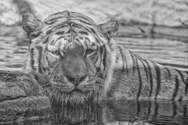 Tigre siberiano pronto para atacar olhando para você em preto e branco — Fotografia de Stock