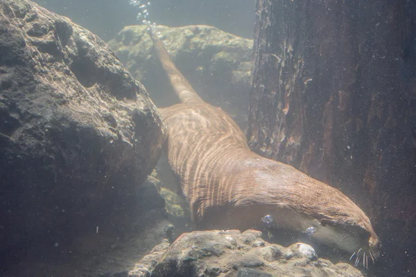 otter underwater close up portrait