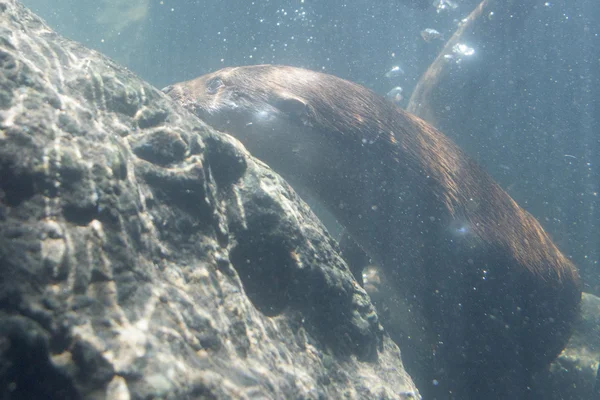 Otter bawah air close up portrait — Stok Foto